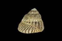 藏品(粗瘤黑鐘螺)的圖片